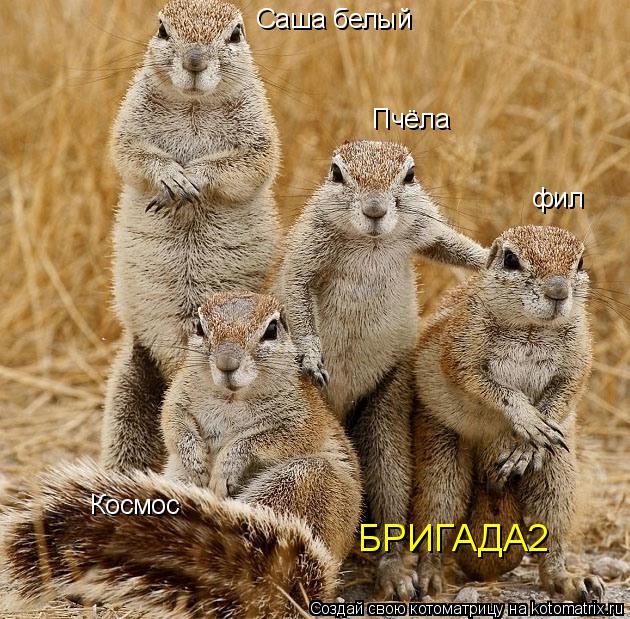 Саша белый Космос БРИГАДА2 Пчёла фил... Котоматрица: Саша белый Космос БРИГАДА2 Пчёла фил