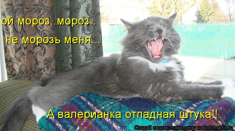 ой мороз..мороз.. не морозь меня... А валерианка отпадная штука!!... Котоматрица: ой мороз..мороз.. не морозь меня... А валерианка отпадная штука!!