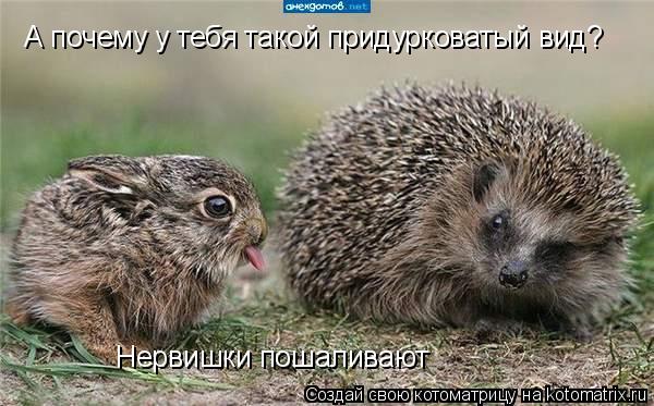 А почему у тебя такой придурковатый вид? Нервишки пошаливают... Котоматрица: А почему у тебя такой придурковатый вид? Нервишки пошаливают