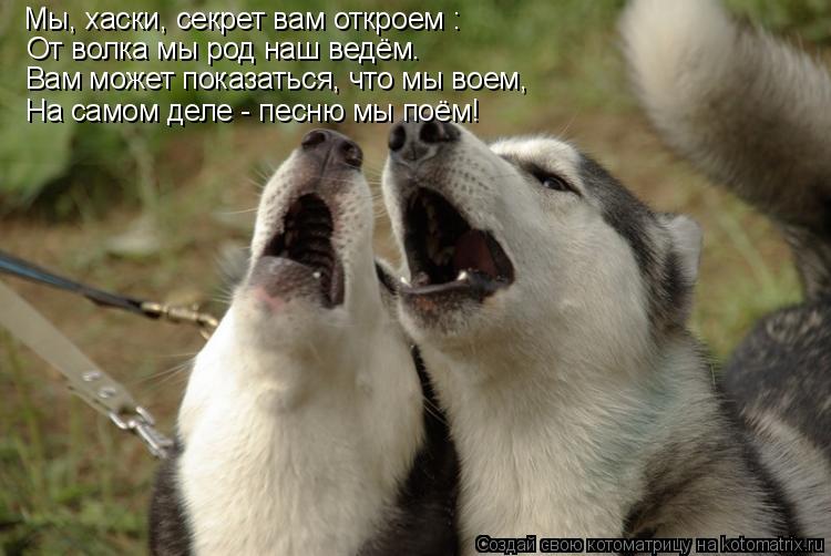 Мы, хаски, секрет вам откроем : От волка мы род наш ведём. Вам может показаться, что мы воем, На само... Котоматрица: Мы, хаски, секрет вам откроем : От волка мы род наш ведём. Вам может показаться, что мы воем, На самом деле - песню мы поём!