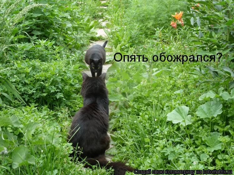 Опять обожрался?... Котоматрица: Опять обожрался?