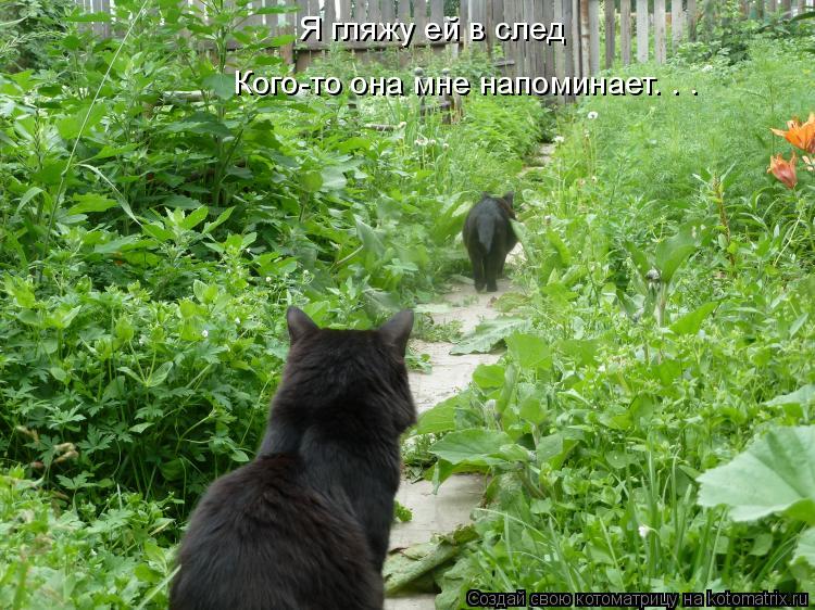 Я гляжу ей в след Кого-то она мне напоминает. . .... Котоматрица: Я гляжу ей в след Кого-то она мне напоминает. . .