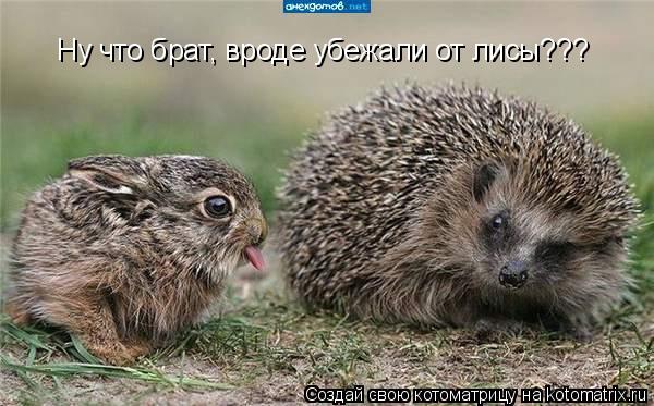Ну что брат, вроде убежали от лисы???... Котоматрица: Ну что брат, вроде убежали от лисы???