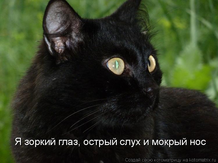 Я зоркий глаз, острый слух и мокрый нос... Котоматрица: Я зоркий глаз, острый слух и мокрый нос