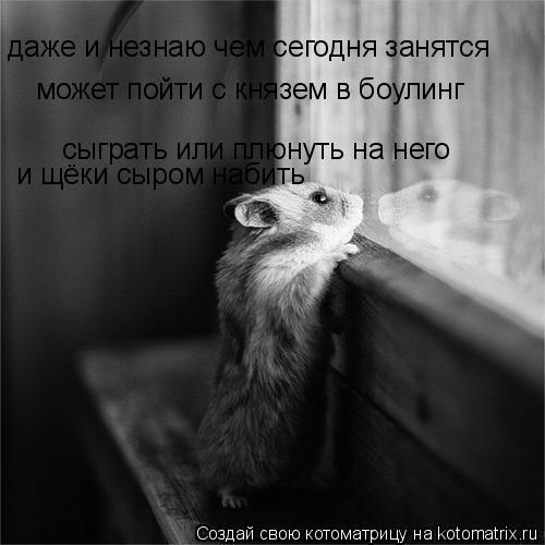 даже и незнаю чем сегодня занятся может пойти с князем в боулинг сыграть или плюнуть на него и щёки ... Котоматрица: даже и незнаю чем сегодня занятся может пойти с князем в боулинг сыграть или плюнуть на него и щёки сыром набить