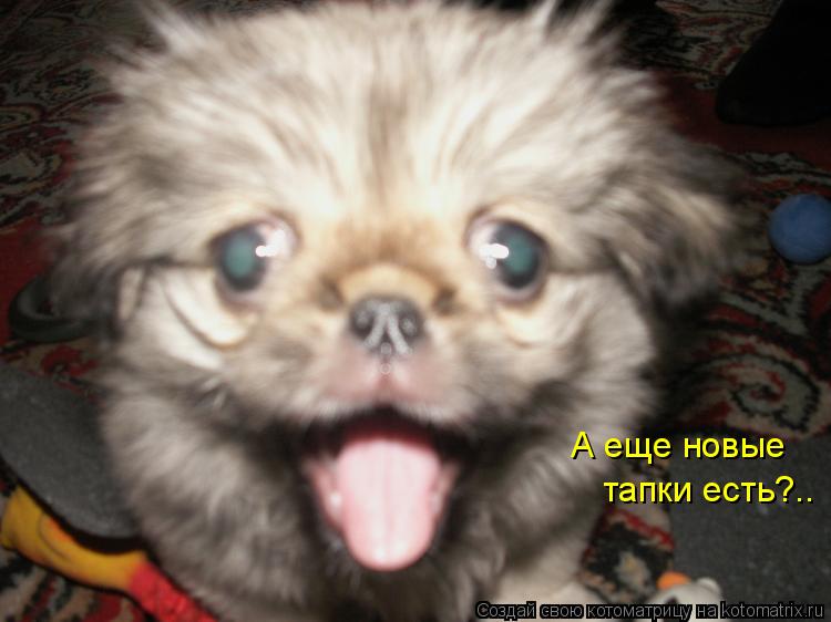 А еще новые тапки есть?..... Котоматрица: А еще новые тапки есть?..