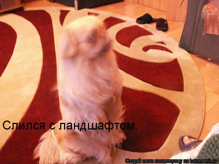 Слился с ландшафтом.... Котоматрица: Слился с ландшафтом.