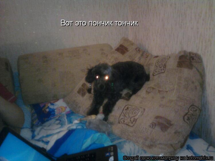 Вот это пончик тончик... Котоматрица: Вот это пончик тончик