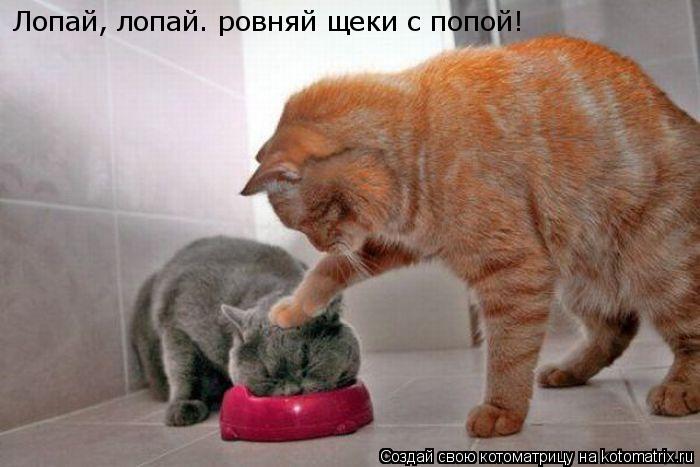 Лопай, лопай. ровняй щеки с попой!... Котоматрица: Лопай, лопай. ровняй щеки с попой!