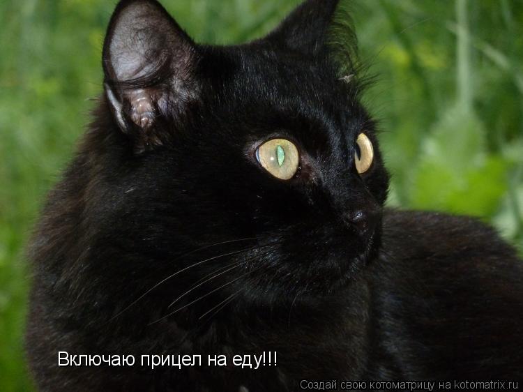 Включаю прицел на еду!!!... Котоматрица: Включаю прицел на еду!!!