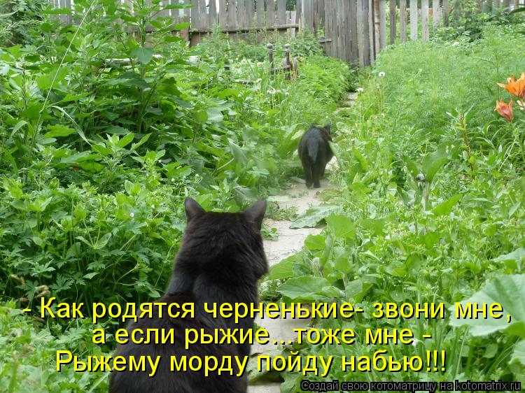 - Как родятся черненькие- звони мне, а если рыжие...тоже мне - Рыжему морду пойду набью!!!... Котоматрица: - Как родятся черненькие- звони мне, а если рыжие...тоже мне - Рыжему морду пойду набью!!!