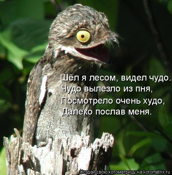 Шёл я лесом, видел чудо. Чудо вылезло из пня, Посмотрело очень худо, Далеко послав меня.... Котоматрица: Шёл я лесом, видел чудо. Чудо вылезло из пня, Посмотрело очень худо, Далеко послав меня.