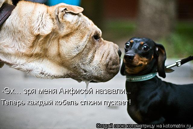 -Эх... зря меня Анфисой назвали... Теперь каждый кобель слюни пускает!... Котоматрица: -Эх... зря меня Анфисой назвали... Теперь каждый кобель слюни пускает!