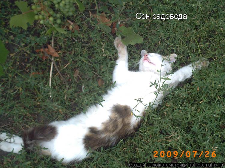 Сон садовода... Котоматрица: Сон садовода