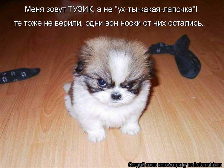 Меня зовут ТУЗИК, а не "ух-ты-какая-лапочка"! те тоже не верили, одни вон носки от них остались....... Котоматрица: Меня зовут ТУЗИК, а не "ух-ты-какая-лапочка"! те тоже не верили, одни вон носки от них остались....