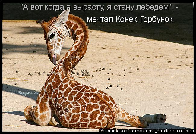 "А вот когда я вырасту, я стану лебедем", - мечтал Конек-Горбунок... Котоматрица: "А вот когда я вырасту, я стану лебедем", - мечтал Конек-Горбунок