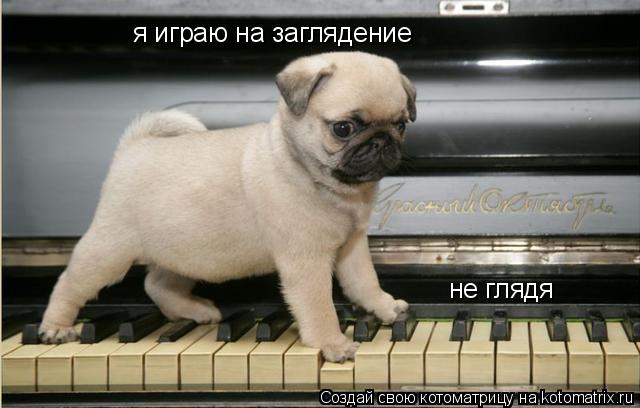 не глядя я играю на заглядение... Котоматрица: не глядя я играю на заглядение