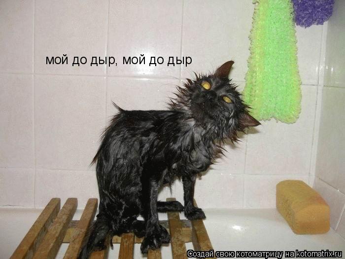 мой до дыр, мой до дыр... Котоматрица: мой до дыр, мой до дыр