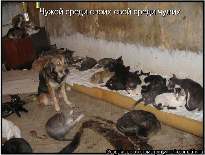 Чужой среди своих свой среди чужих... Котоматрица: Чужой среди своих свой среди чужих