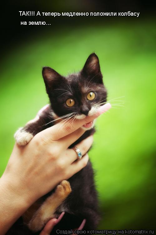 ТАК!!! А теперь медленно положили колбасу на землю...... Котоматрица: ТАК!!! А теперь медленно положили колбасу на землю...