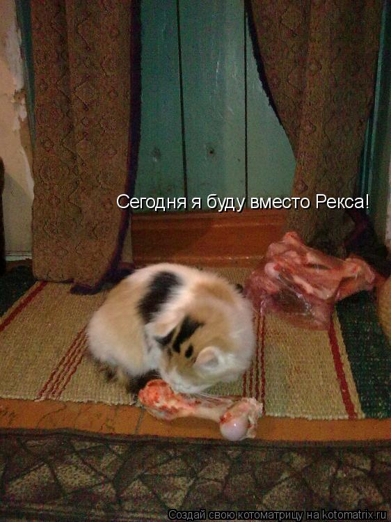 Сегодня я буду вместо Рекса!... Котоматрица: Сегодня я буду вместо Рекса!