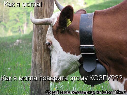 Как я могла! Как я могла поверить этому КОЗЛУ???... Котоматрица: Как я могла! Как я могла поверить этому КОЗЛУ???