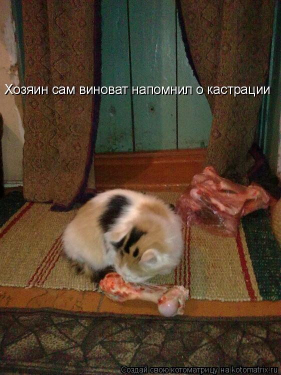 Хозяин сам виноват напомнил о кастрации... Котоматрица: Хозяин сам виноват напомнил о кастрации