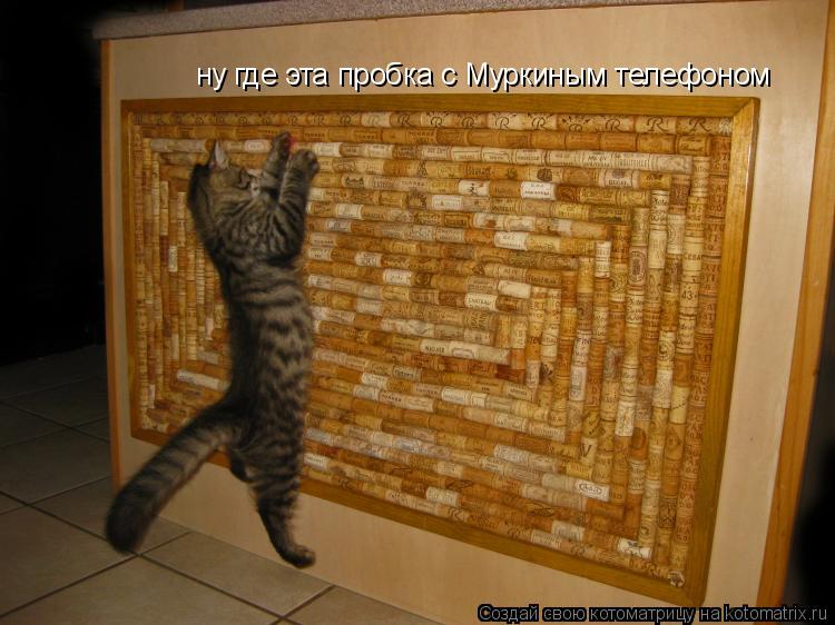 ну где эта пробка с Муркиным телефоном... Котоматрица: ну где эта пробка с Муркиным телефоном