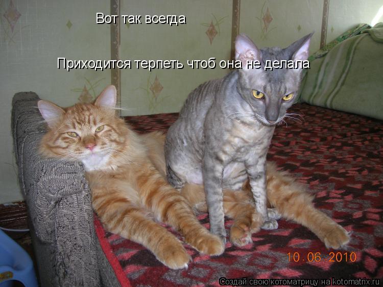 Вот так всегда Приходится терпеть чтоб она не делала... Котоматрица: Вот так всегда Приходится терпеть чтоб она не делала