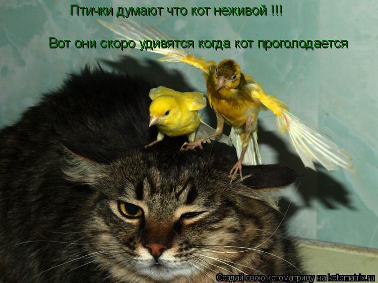 Птички думают что кот неживой !!! Птички думают что кот неживой !!! Вот они скоро удивятся когда кот ... Котоматрица: Птички думают что кот неживой !!! Птички думают что кот неживой !!! Вот они скоро удивятся когда кот проголодается
