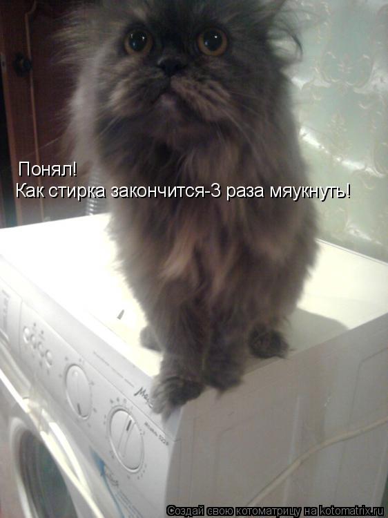 Понял! Как стирка закончится-3 раза мяукнуть!... Котоматрица: Понял! Как стирка закончится-3 раза мяукнуть!