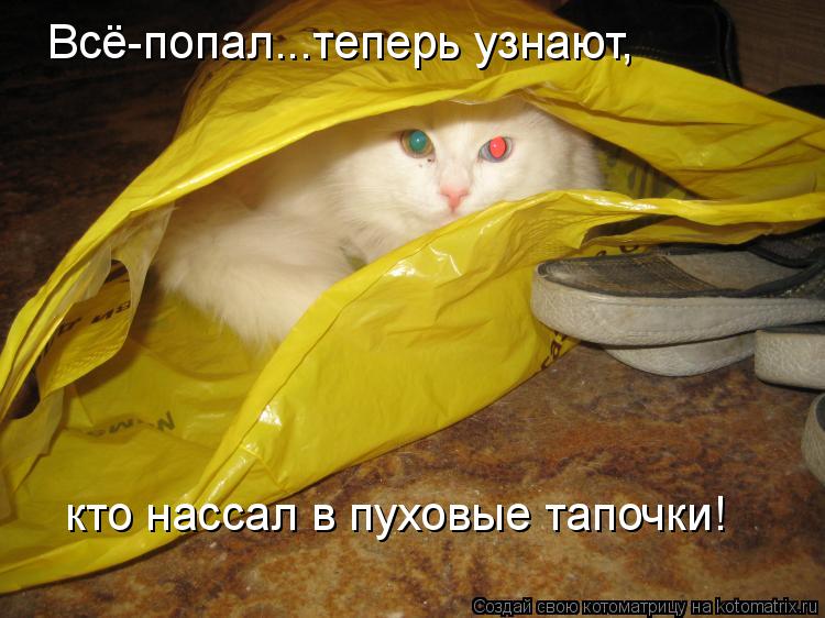 Всё-попал...теперь узнают, кто нассал в пуховые тапочки!... Котоматрица: Всё-попал...теперь узнают, кто нассал в пуховые тапочки!