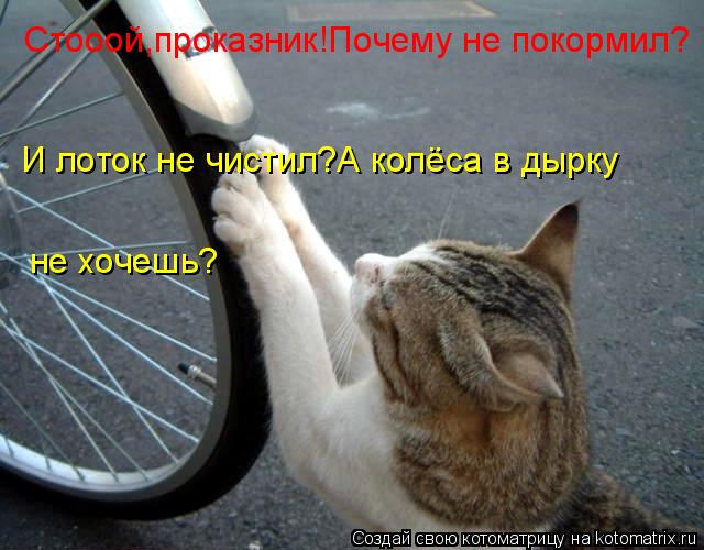 Стооой,проказник!Почему не покормил? И лоток не чистил?А колёса в дырку не хочешь?... Котоматрица: Стооой,проказник!Почему не покормил? И лоток не чистил?А колёса в дырку не хочешь?