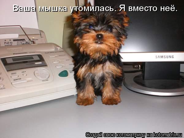 Ваша мышка утомилась. Я вместо неё.... Котоматрица: Ваша мышка утомилась. Я вместо неё.