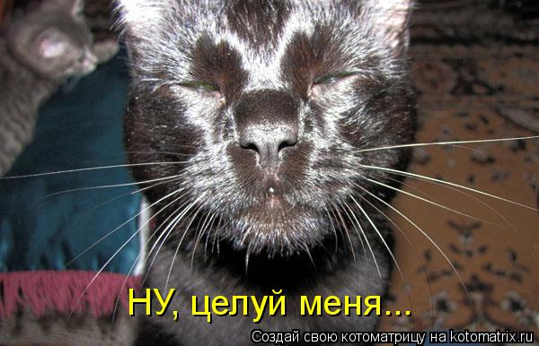 НУ, целуй меня...... Котоматрица: НУ, целуй меня...