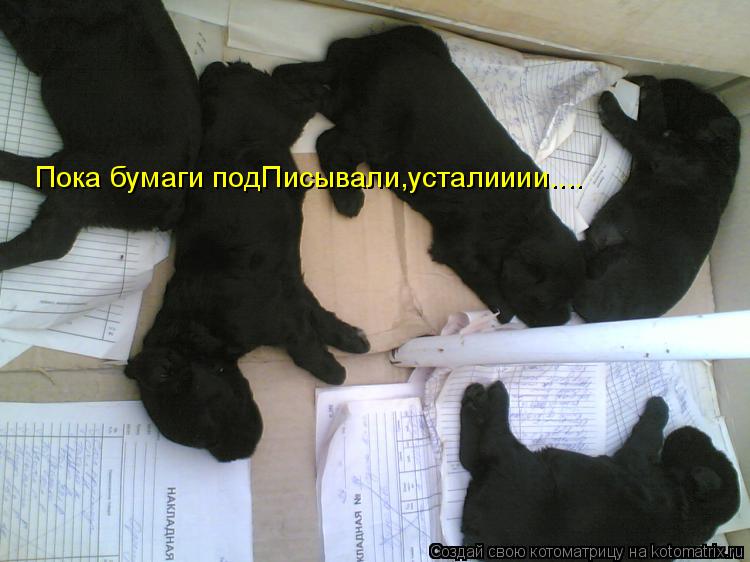 Пока бумаги подПисывали,усталииии....... Котоматрица: Пока бумаги подПисывали,усталииии....