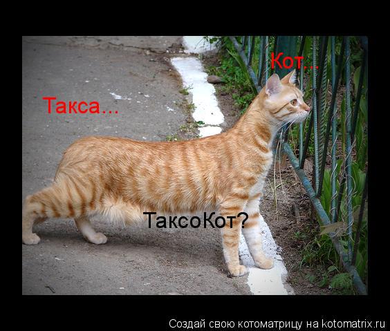 Такса... Кот... ТаксоКот?... Котоматрица: Такса... Кот... ТаксоКот?