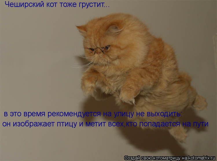Чеширский кот тоже грустит... в это время рекомендуется на улицу не выходить: он изображает птицу и м... Котоматрица: Чеширский кот тоже грустит... в это время рекомендуется на улицу не выходить: он изображает птицу и метит всех,кто попадается на пути