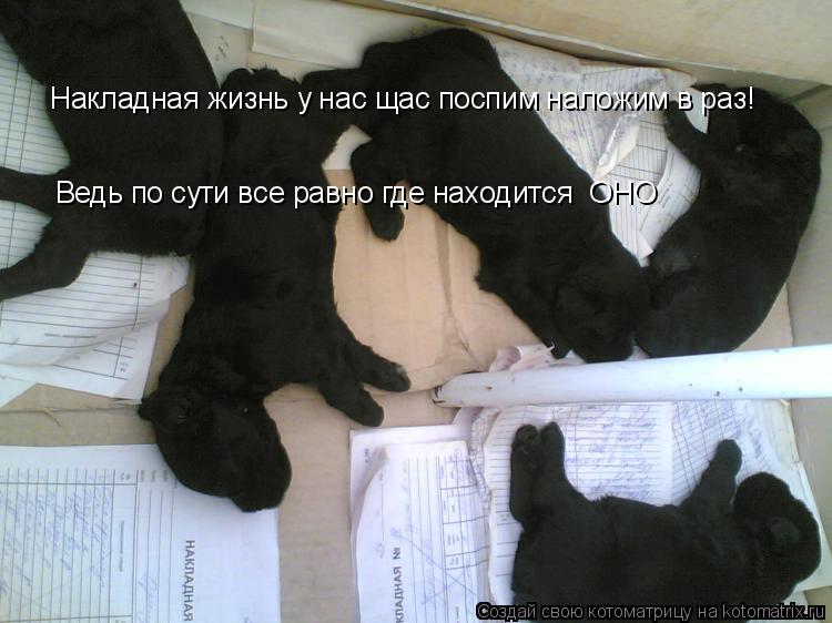 Накладная жизнь у нас щас поспим наложим в раз! Ведь по сути все равно где находится ОНО... Котоматрица: Накладная жизнь у нас щас поспим наложим в раз! Ведь по сути все равно где находится ОНО