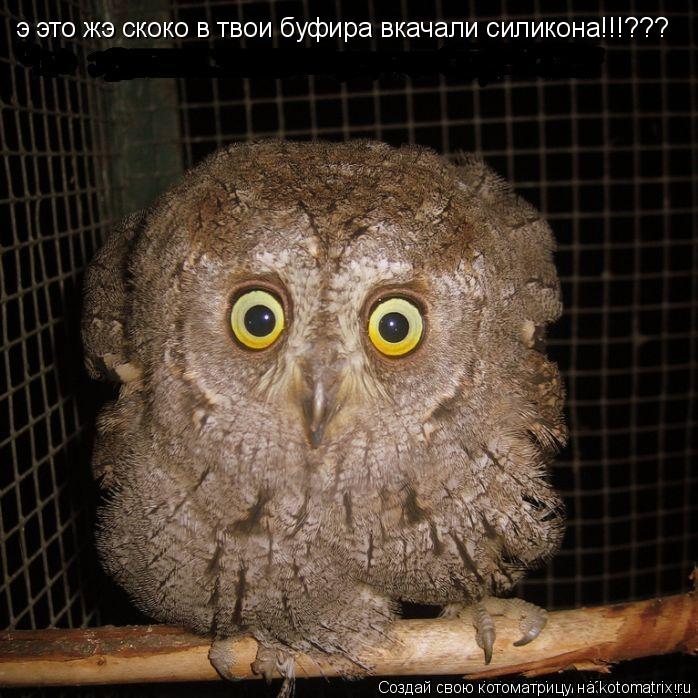 э это жэ скоко в твои буфира вкачали силикона!!!???... Котоматрица: э это жэ скоко в твои буфира вкачали силикона!!!???