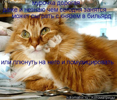 Котоматрица: даже и незнаю чем сегодня занятся может сыграть с князем в бильярд или плюнуть на него и помузицировать мурочка дорогая мурочка дорогая
