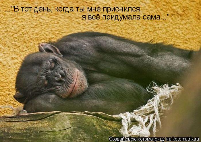 Котоматрица: ..."В тот день, когда ты мне приснился, я всё придумала сама..."