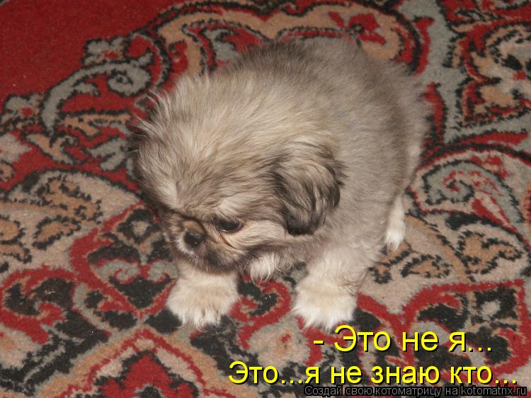 - Это не я... Это...я не знаю кто...... Котоматрица: - Это не я... Это...я не знаю кто...