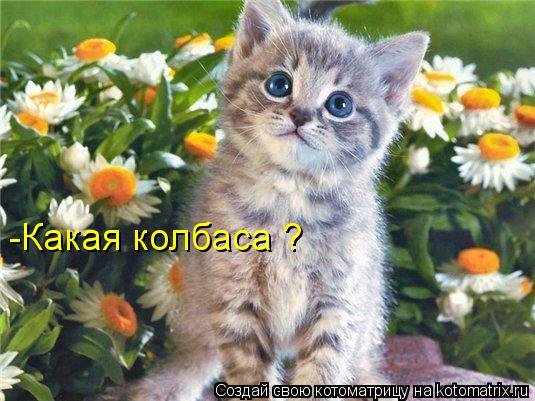-Какая колбаса ?... Котоматрица: -Какая колбаса ?