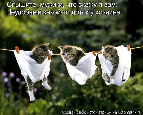 Слышите, мужики, что скажу я вам: Неудобный какой-то лоток у хозяина...... Котоматрица: Слышите, мужики, что скажу я вам: Неудобный какой-то лоток у хозяина...