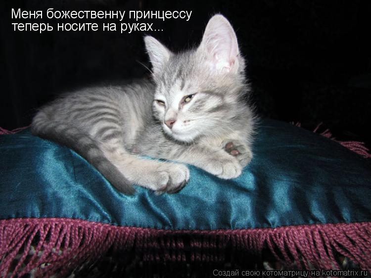 Котоматрица: Меня божественну принцессу теперь носите на руках...