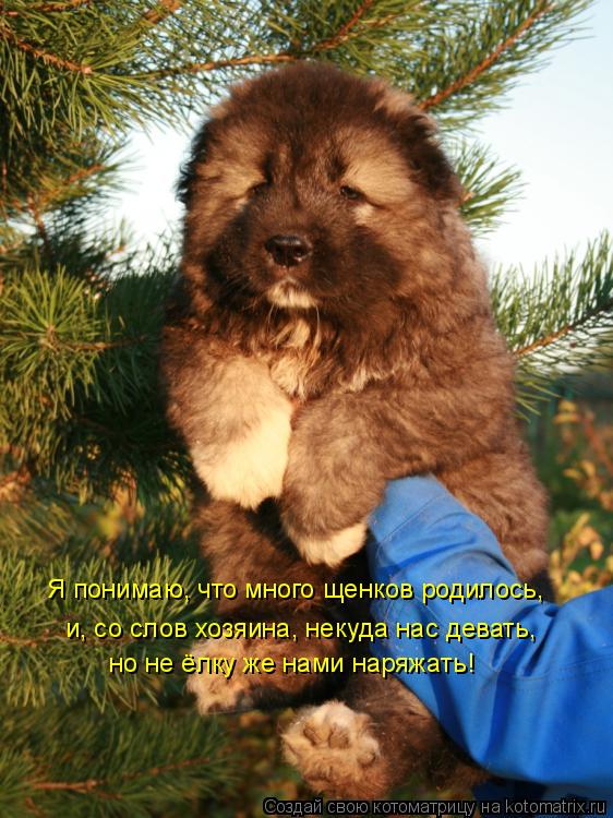 Я понимаю, что много щенков родилось, но не ёлку же нами наряжать! и, со слов хозяина, некуда нас дев... Котоматрица: Я понимаю, что много щенков родилось, но не ёлку же нами наряжать! и, со слов хозяина, некуда нас девать,