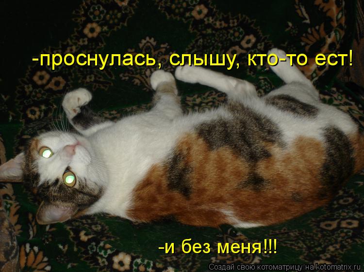 -проснулась, слышу, кто-то ест! -и без меня!!! -и без меня!!!... Котоматрица: -проснулась, слышу, кто-то ест! -и без меня!!! -и без меня!!!