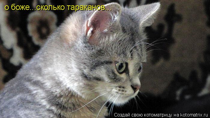о боже...сколько тараканов...... Котоматрица: о боже...сколько тараканов...