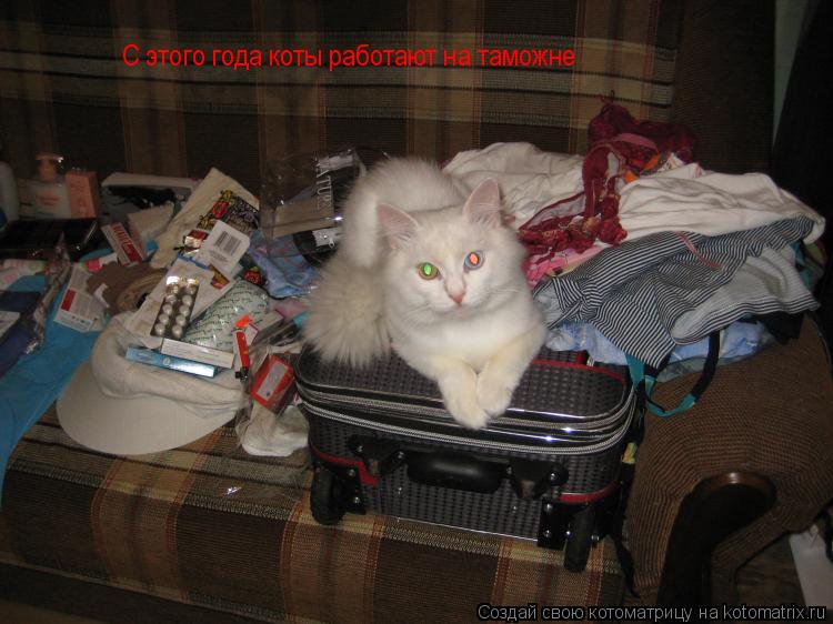 Котоматрица: C этого года коты работают на таможне